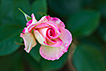 06